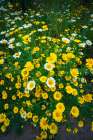 Wildflowers in Harmon Canyon Preserve, Ventura, California, USA Art Print